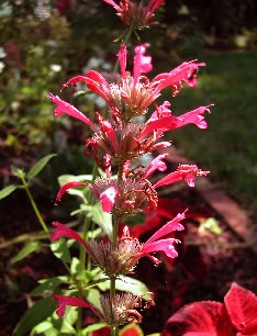 Agastache 4242